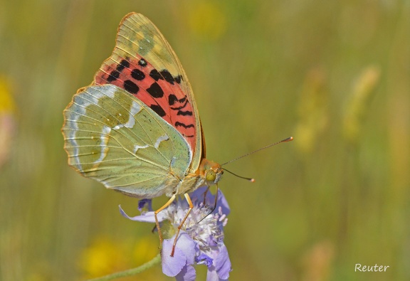 Kardinal (Argynnis pandora)